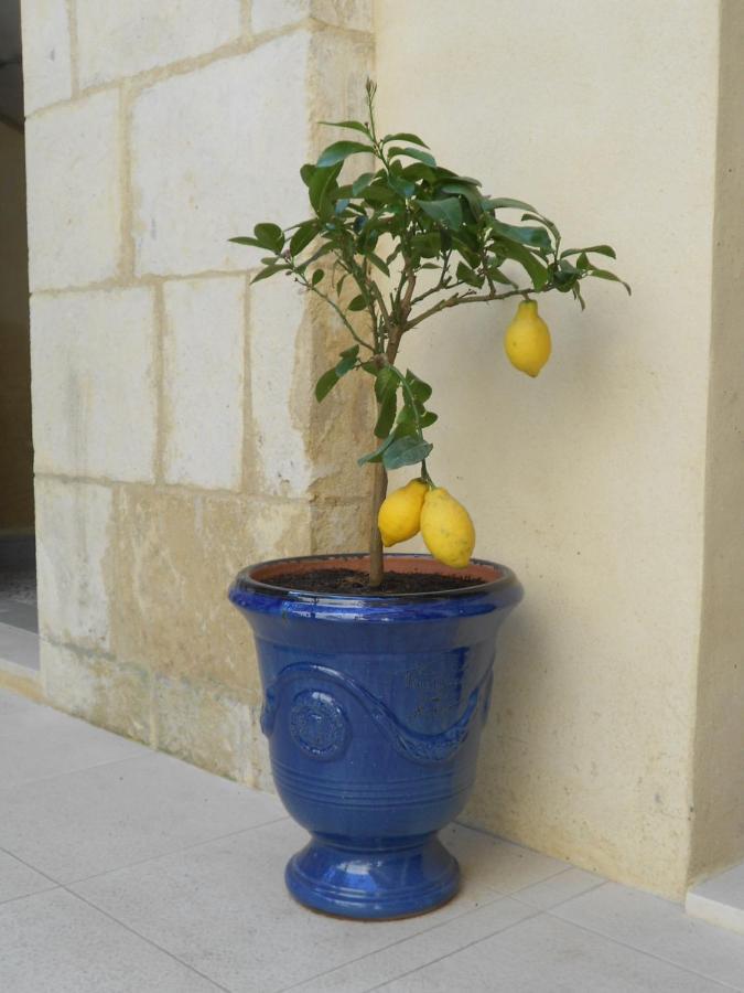 Sous Le Neflier Bed & Breakfast Nimes Luaran gambar